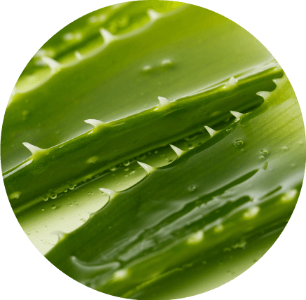 aloe (1)