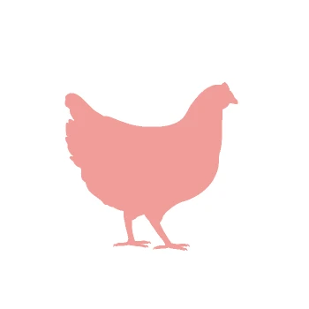 chicken