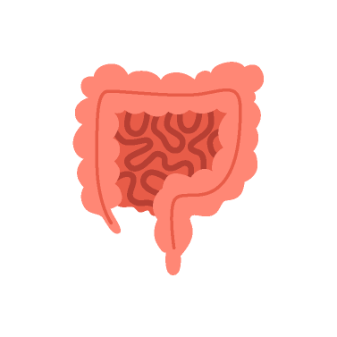 digestive-system